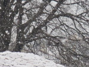 門外の大木・降りしきる雪８００