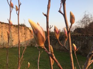 モクレン蕾８００