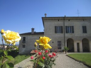 家込み黄バラ引き800