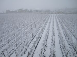 ２０１２年１２月１日～８日大雪書斎から葡萄園650