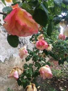 群生手前ピンボケ縦650