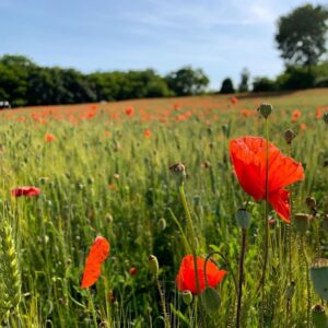 ポピー志穂１-800