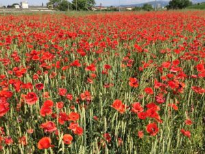 街灯無し・山背景全面ケシ800