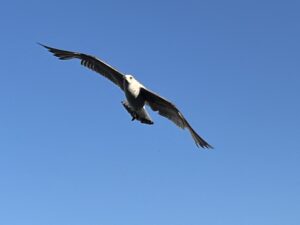 目ぱっちりアルバト800